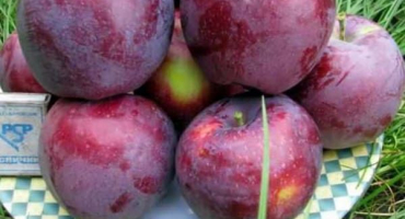 Popis a charakteristika odrůdy jablek williams pride, jak často plodí a oblasti pěstování